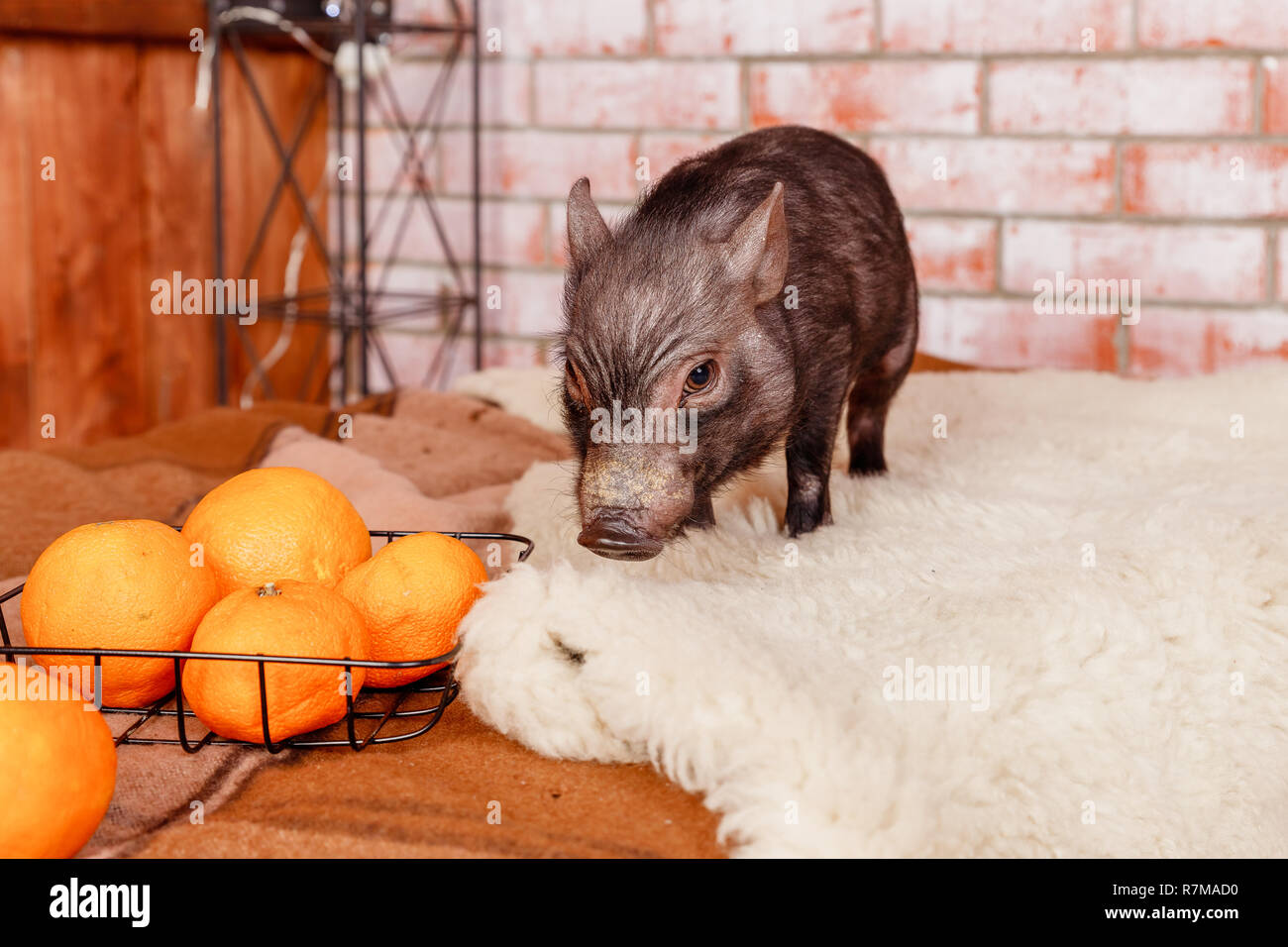 Black mini pig portrait. Peu de porcelets roses. Petit drôle piggy mini et des oranges, mandarines.horoscope chinois, bonne année 2019.Pig nouvelle année, un symbole de 2019.Copy space Banque D'Images