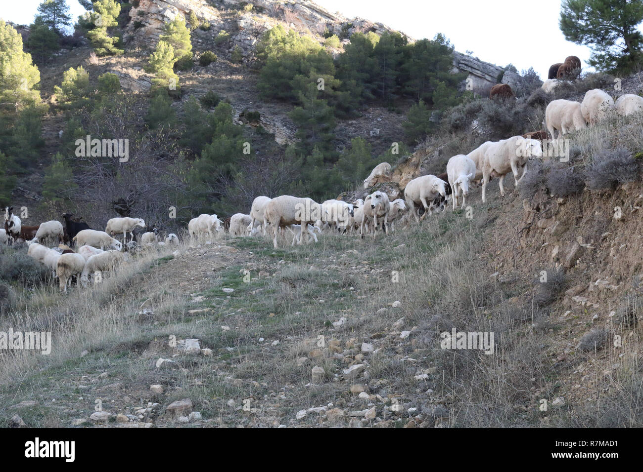 Un troupeau de moutons de pâturage au cours de l'automne dans les pâturages et forêts arbres nus de la verdure des collines de Monterde ville rurale, en Aragon, Espagne Banque D'Images