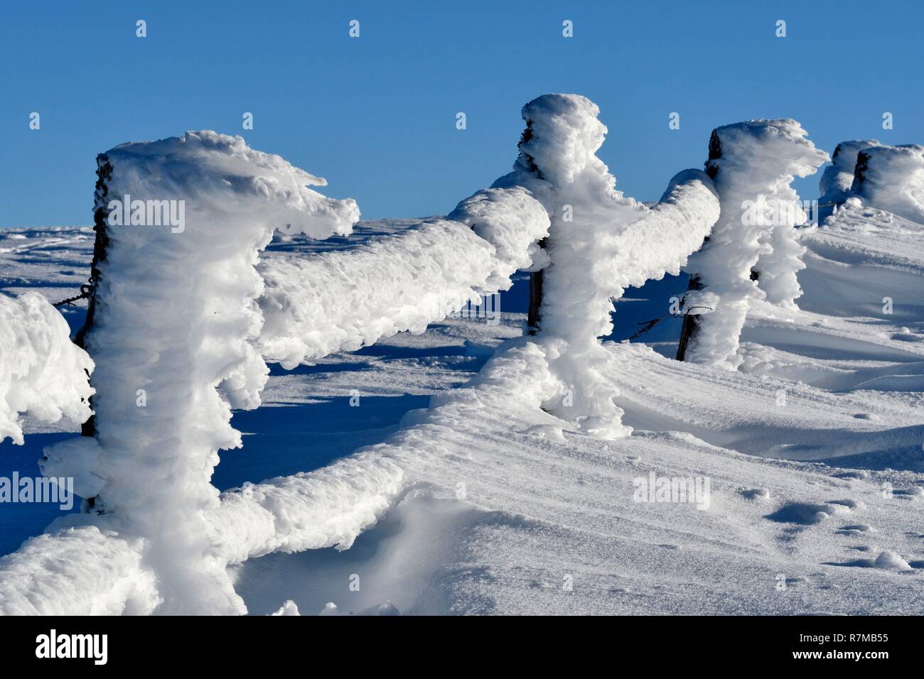 La France, Territoire de Belfort, Massif des Vosges, le Ballon d'Alsace, les clôtures couvertes de givre Banque D'Images