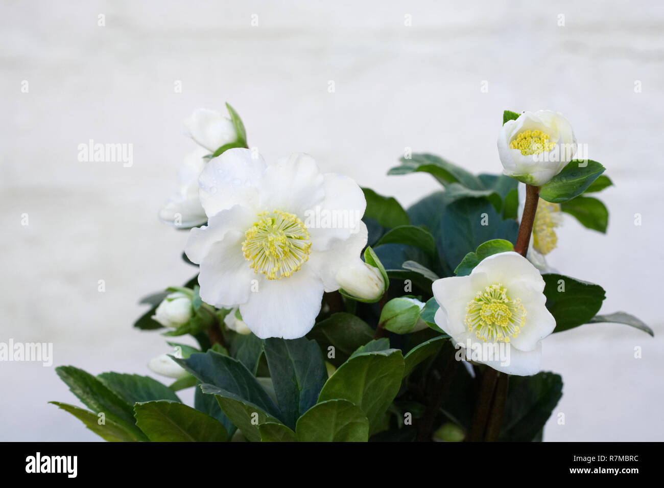 Helleborus niger 'Christmas Carol' fleurs. Banque D'Images