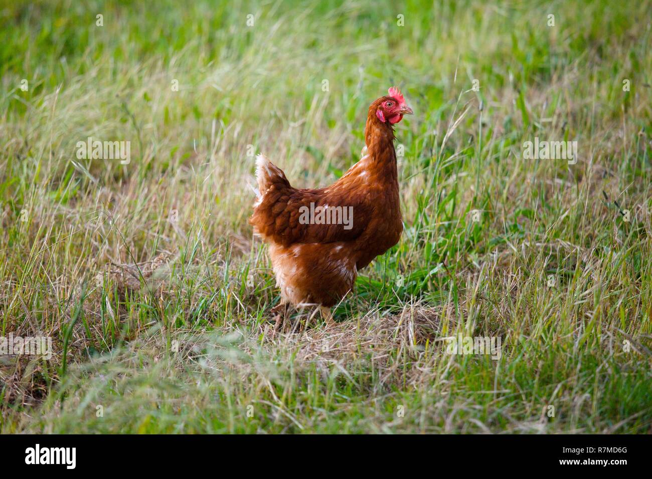 Poulet Landes Banque D'Images