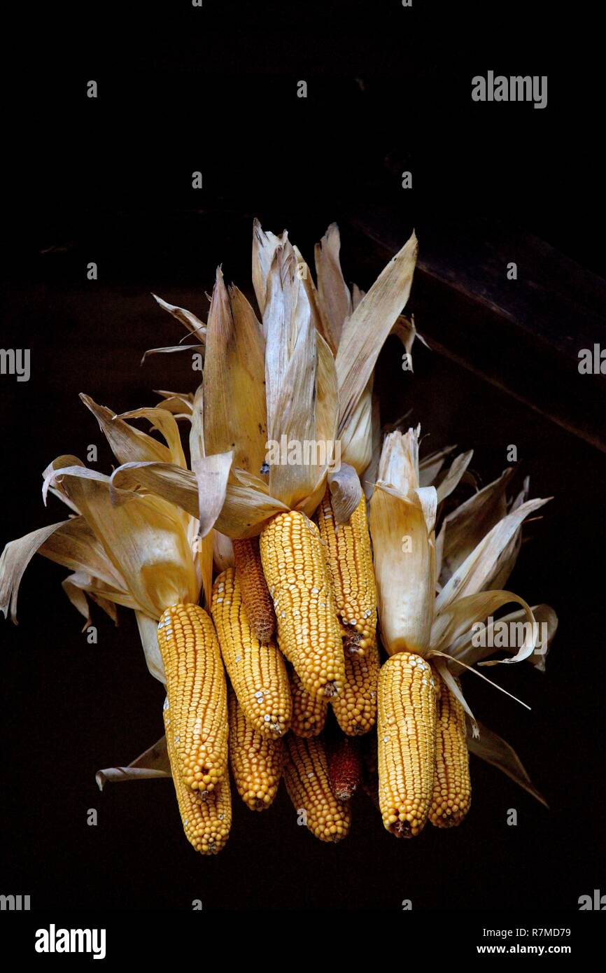 France, Landes, Miramont Sensacq, séchage de maïs maison d'hôtes la maison de Bos Banque D'Images