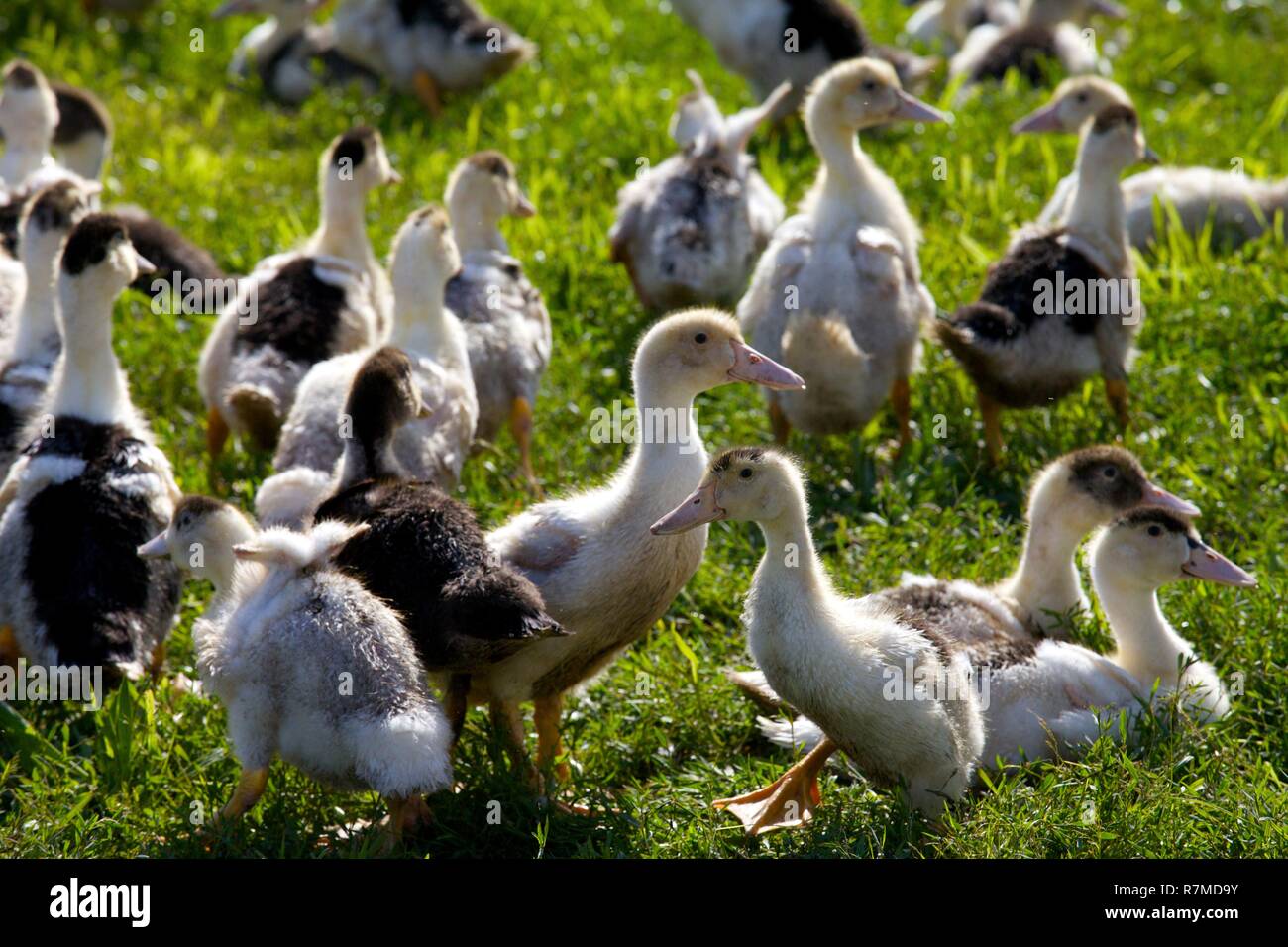 France, Landes, élevage de canards de Patrick Dupouy Banque D'Images