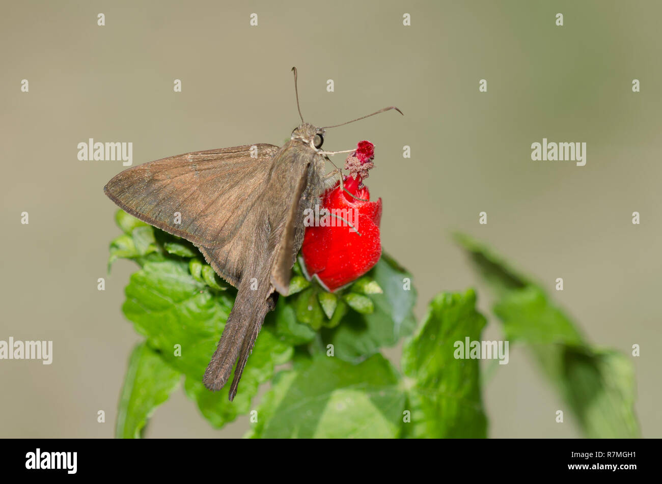 Brown Longtail, Spicauda procne, mâle sur le chapeau turc, Malvaviscus drummondii Banque D'Images