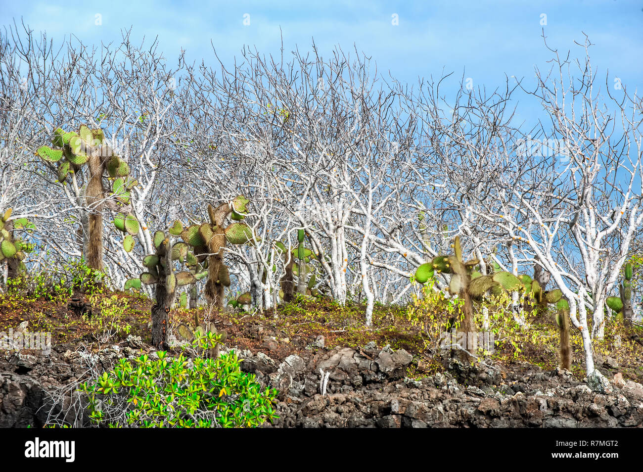 Palo Santo (Bursera graveolens) et Giant Prickly Pear Cactus (Opuntia robusta), l'île de Santa Cruz, Galapagos Islands Banque D'Images