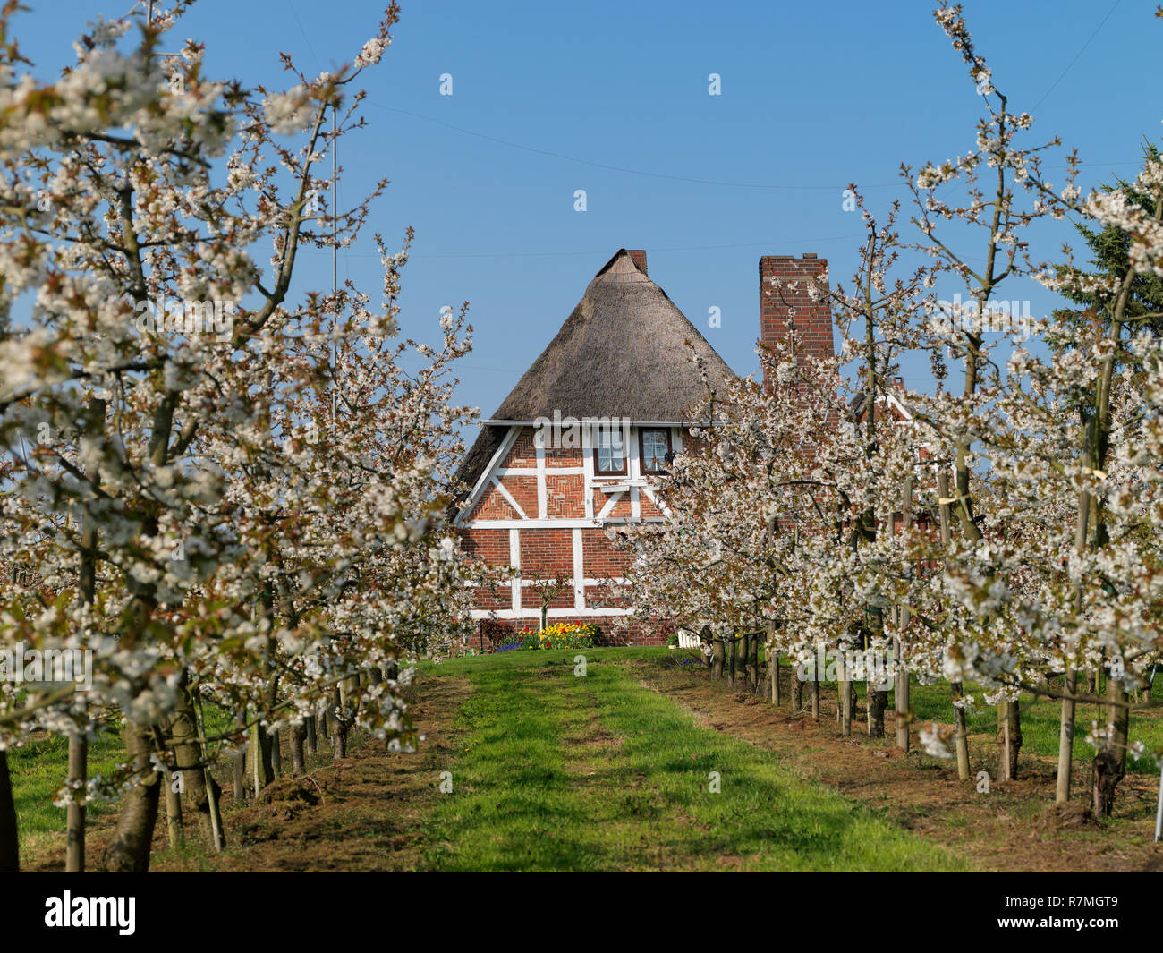 Altes Land, Niedersachen, Deutschland, ALLEMAGNE, Basse-Saxe Banque D'Images