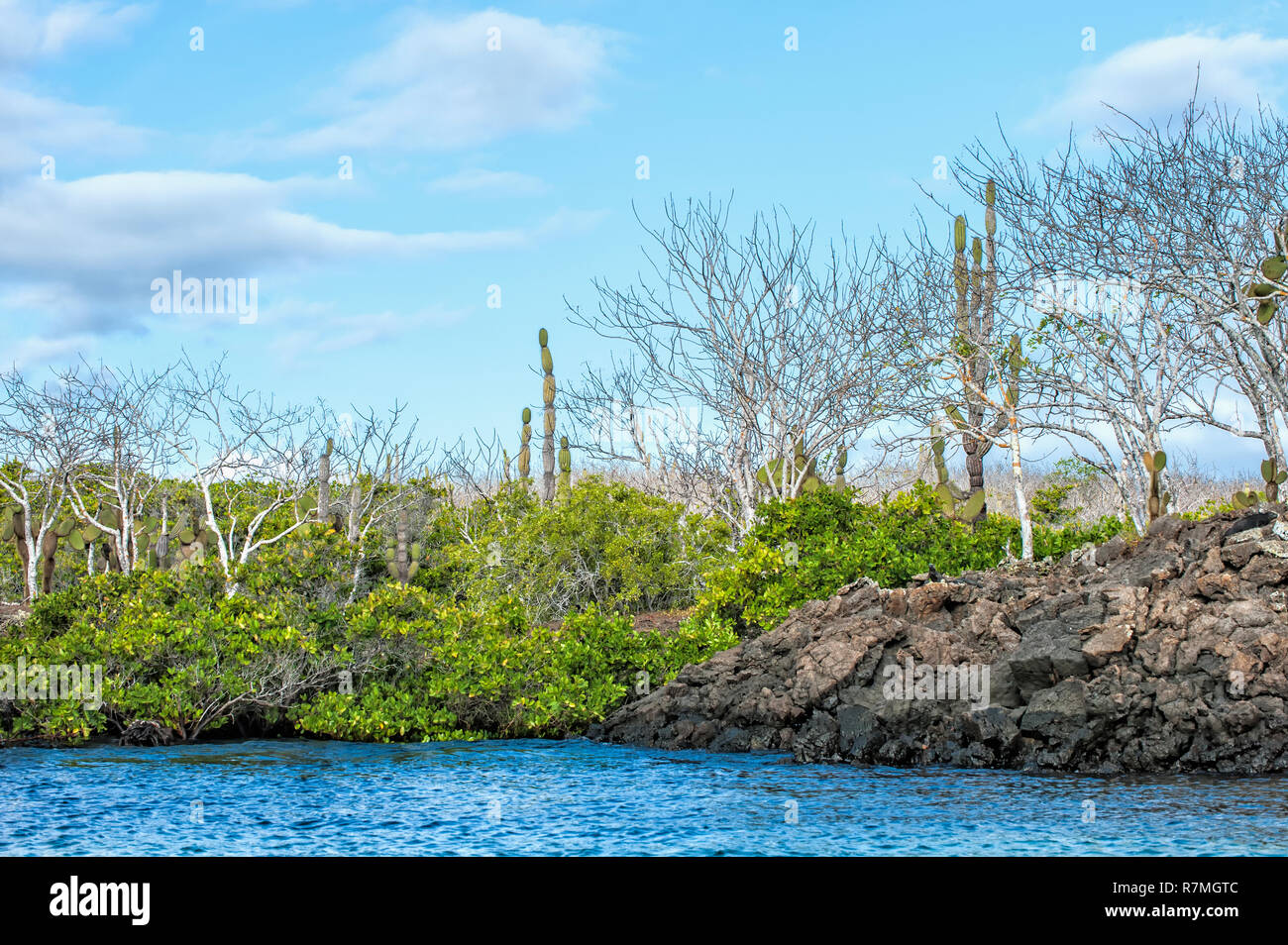 Palo Santo (Bursera graveolens) et mangroves rouge (Rhizophora mangle), l'île de Santa Cruz, Îles Galápagos, Équateur Banque D'Images