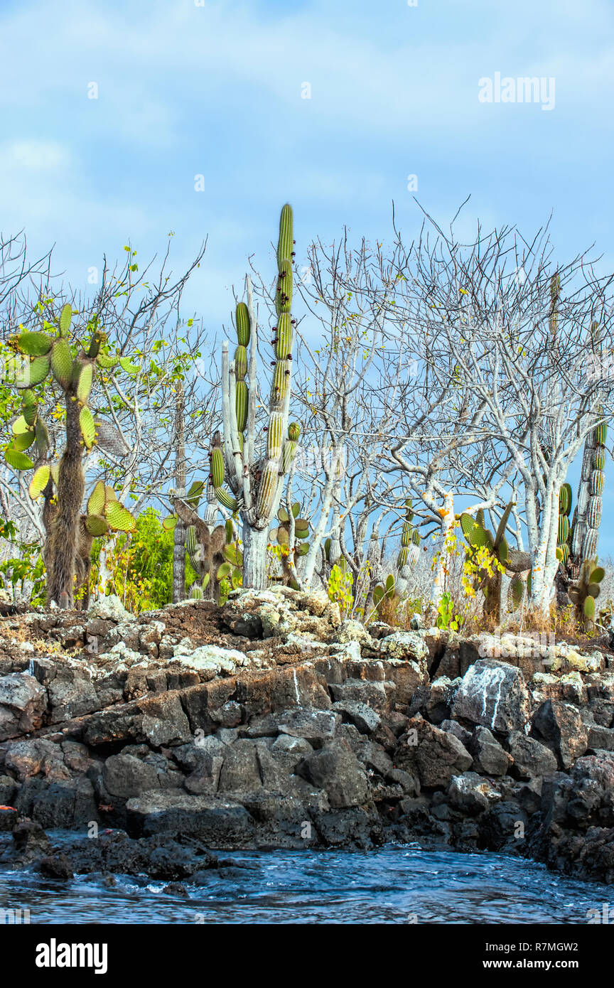 Palo Santo (Bursera graveolens), les cactus candélabres (Jasminocereus thouarsii), l'île de Santa Cruz, Galapagos Islands Banque D'Images
