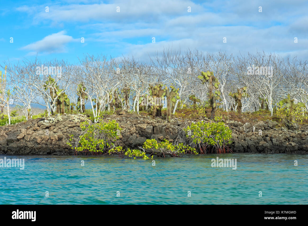 Palo Santo (Bursera graveolens), les mangroves rouge (Rhizophora mangle) et Giant Prickly Pear Cactus (Opuntia robusta) Banque D'Images