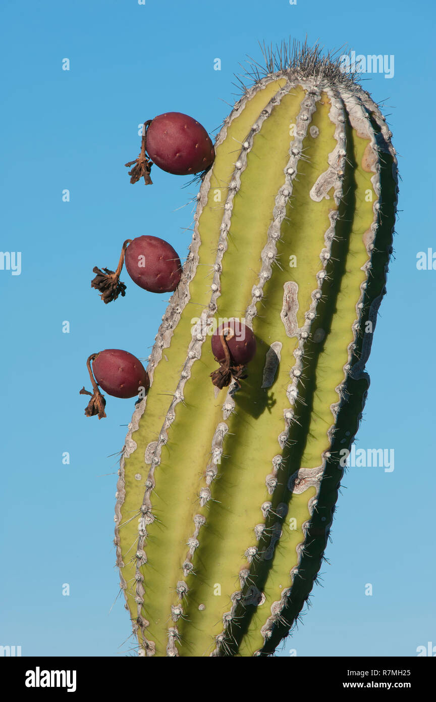 Cactus candélabres (Jasminocereus thouarsii), Isabela Island, Îles Galápagos, Équateur Banque D'Images