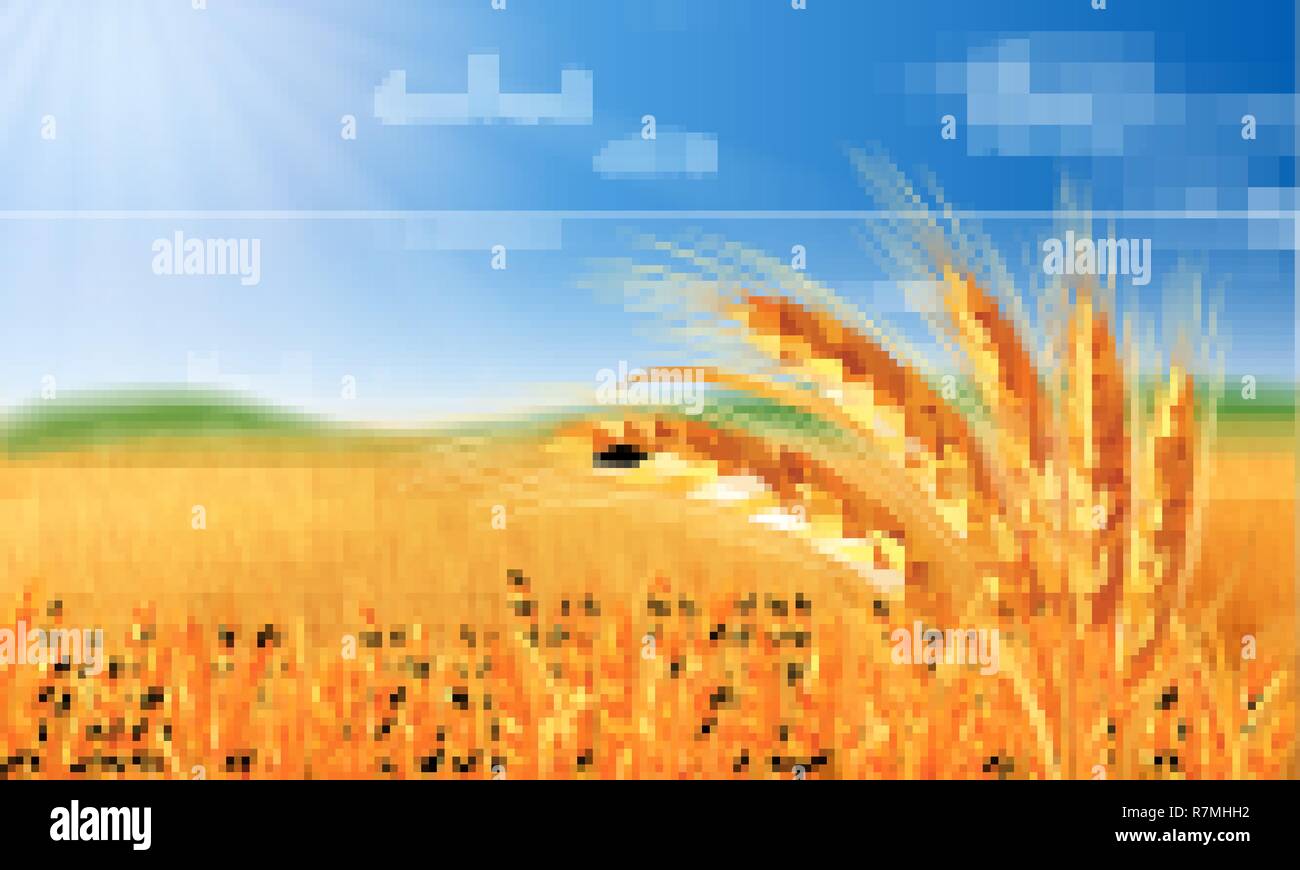 Paysage d'été avec un champ de blé mûr, et les collines et les vallées de l'arrière-plan Illustration de Vecteur