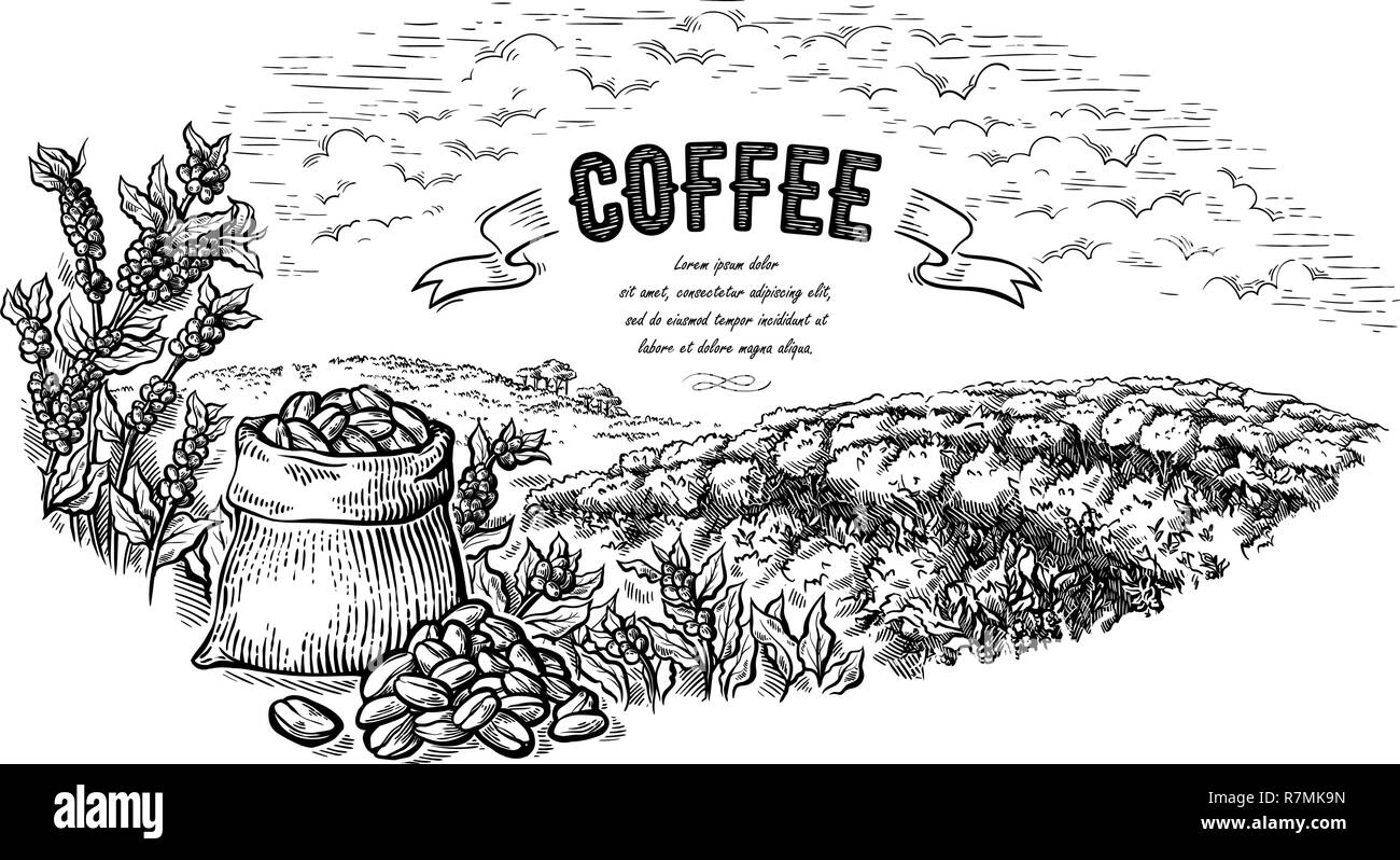 Paysage de plantation de café et sac bush en style graphique de vecteur illustration dessinée à la main. Illustration de Vecteur