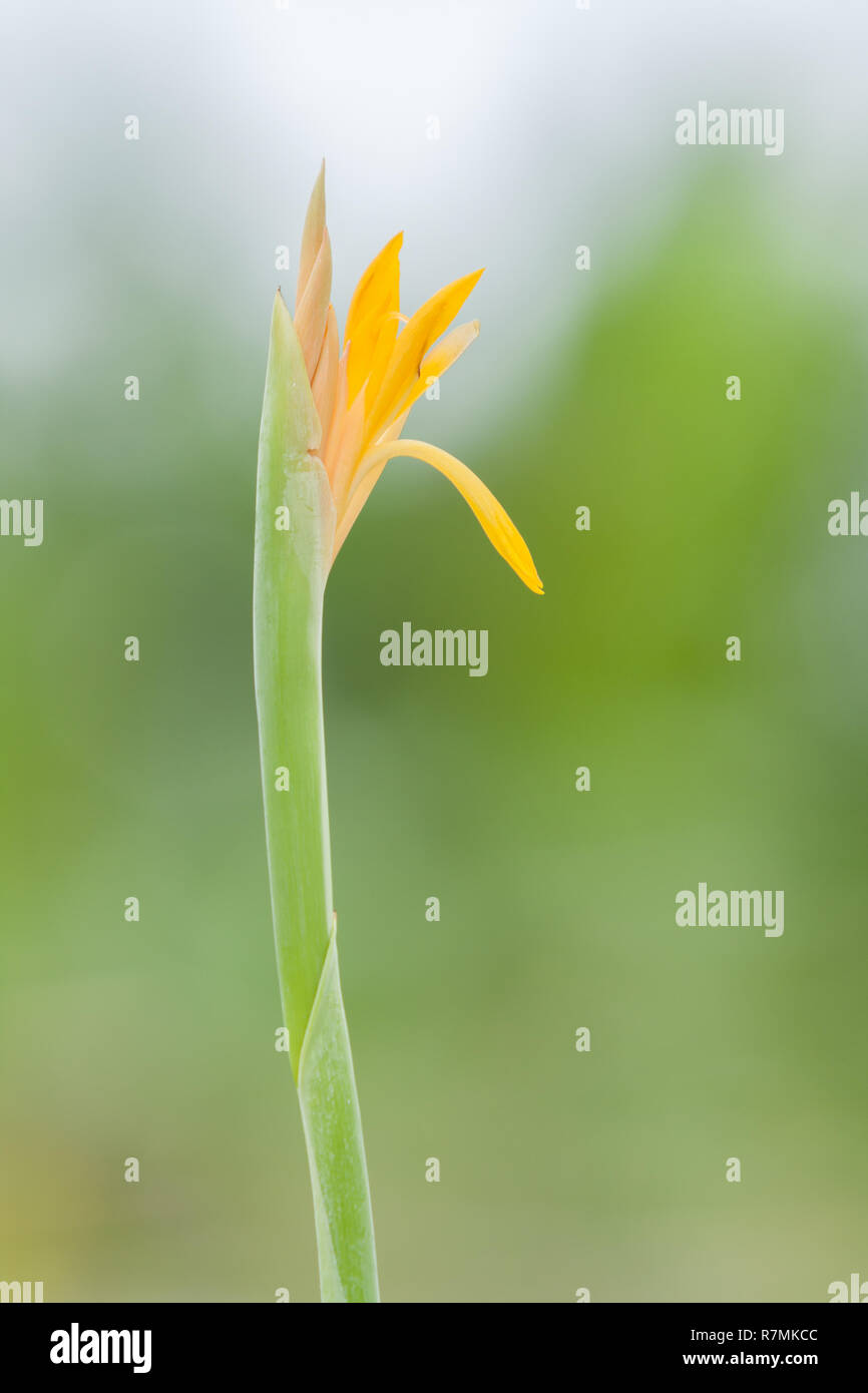 Bourgeonnement de fleurs de lis de canna. (Canna indica L.), (Canna indica var. Orientalis) (ROSC.) Crochet.F. Hualien, Taiwan Banque D'Images