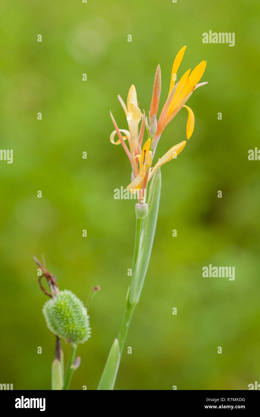 Fleur de lis de canna avec gousse de graines. (Canna indica L.), (Canna indica var. Orientalis) (ROSC.) Crochet.F. Hualien, Taiwan Banque D'Images