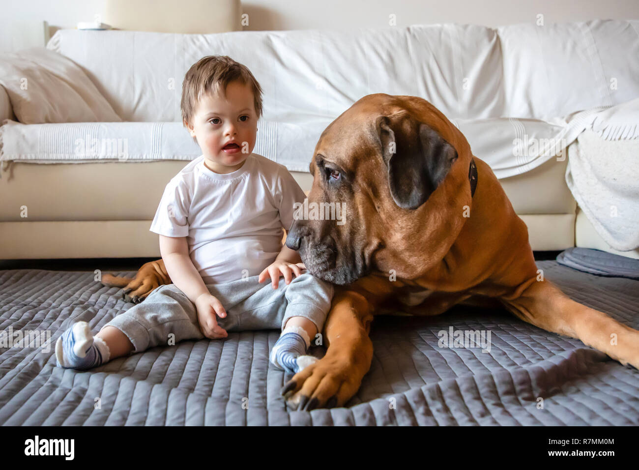 Mignon petit garçon avec le syndrome de jouer avec gros chien de race Fila Brasileiro Banque D'Images