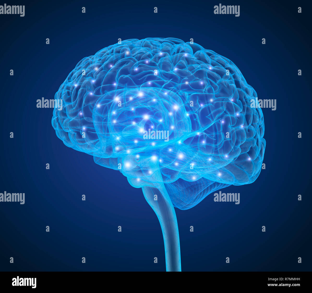 Cerveau humain X-ray , numérisation 3D illustration précise du point de vue médical Banque D'Images