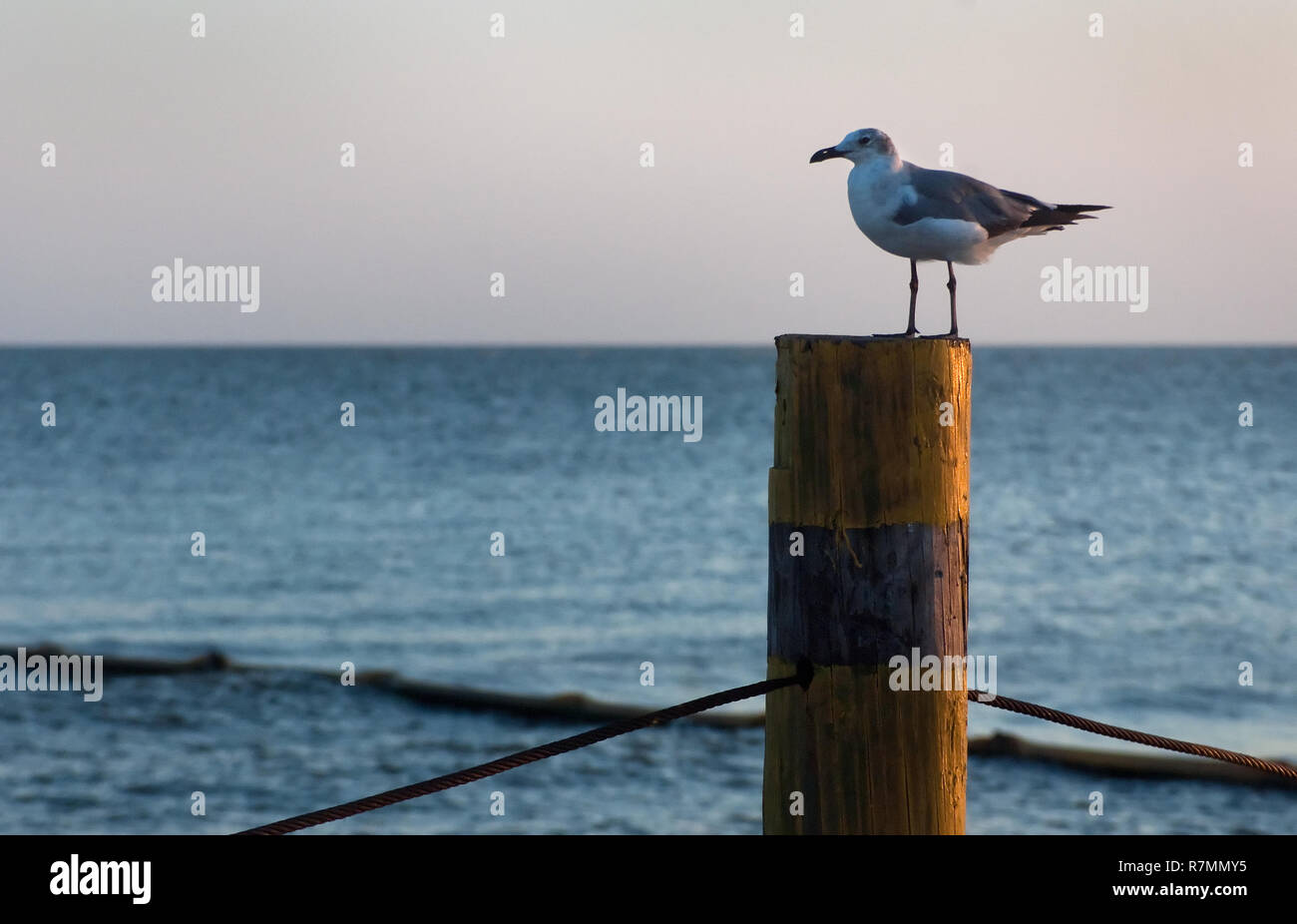 Une mouette est perché sur un pylône à Bayou La Batre, Alabama, 3 juillet 2010. Dans l'arrière-plan de confinement, protège le port du déversement de pétrole de BP. Banque D'Images