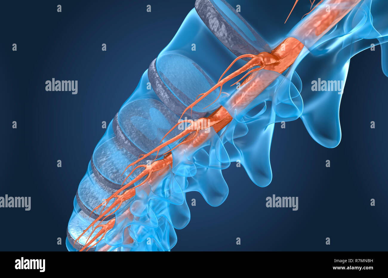 L'anatomie de la colonne vertébrale vue macro des rayons x, 3D render Banque D'Images