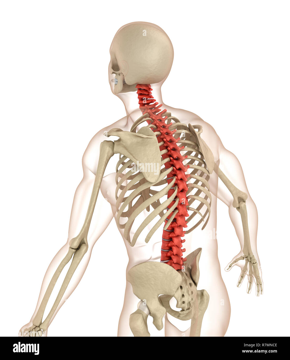 L'anatomie de la colonne vertébrale. Illustration 3D précis médicalement Banque D'Images