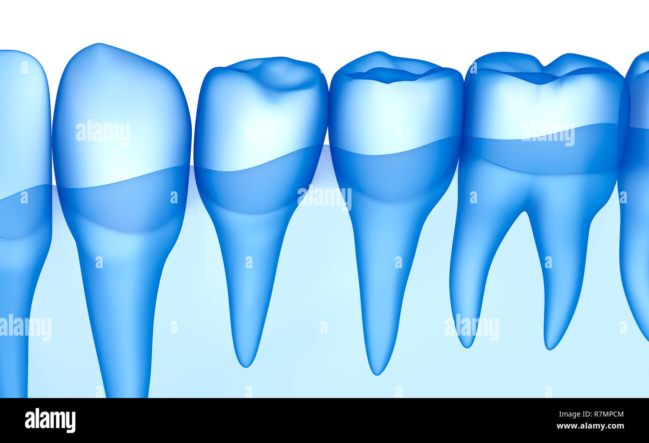 Dents transparent scan, xray view . Illustration 3D . Banque D'Images