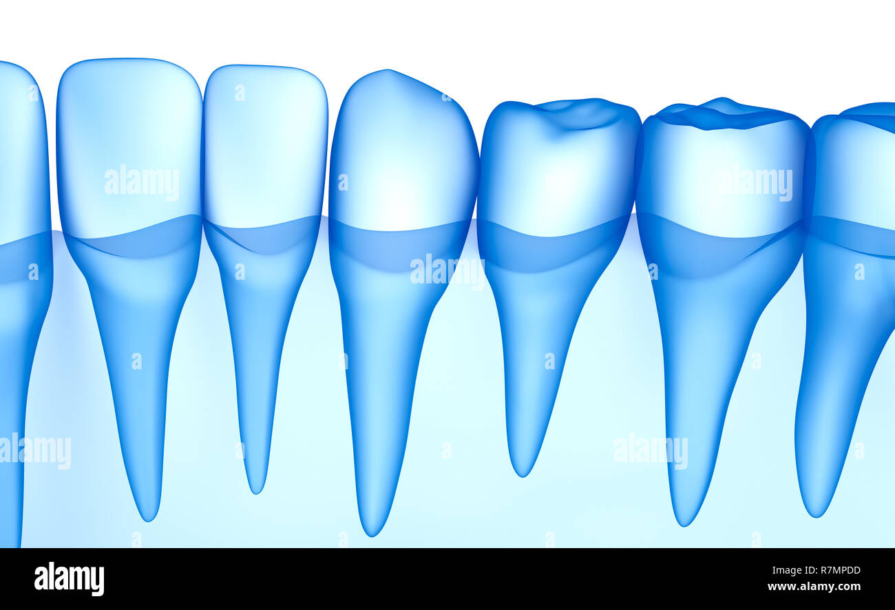 Dents transparent scan, xray view . Illustration 3D . Banque D'Images