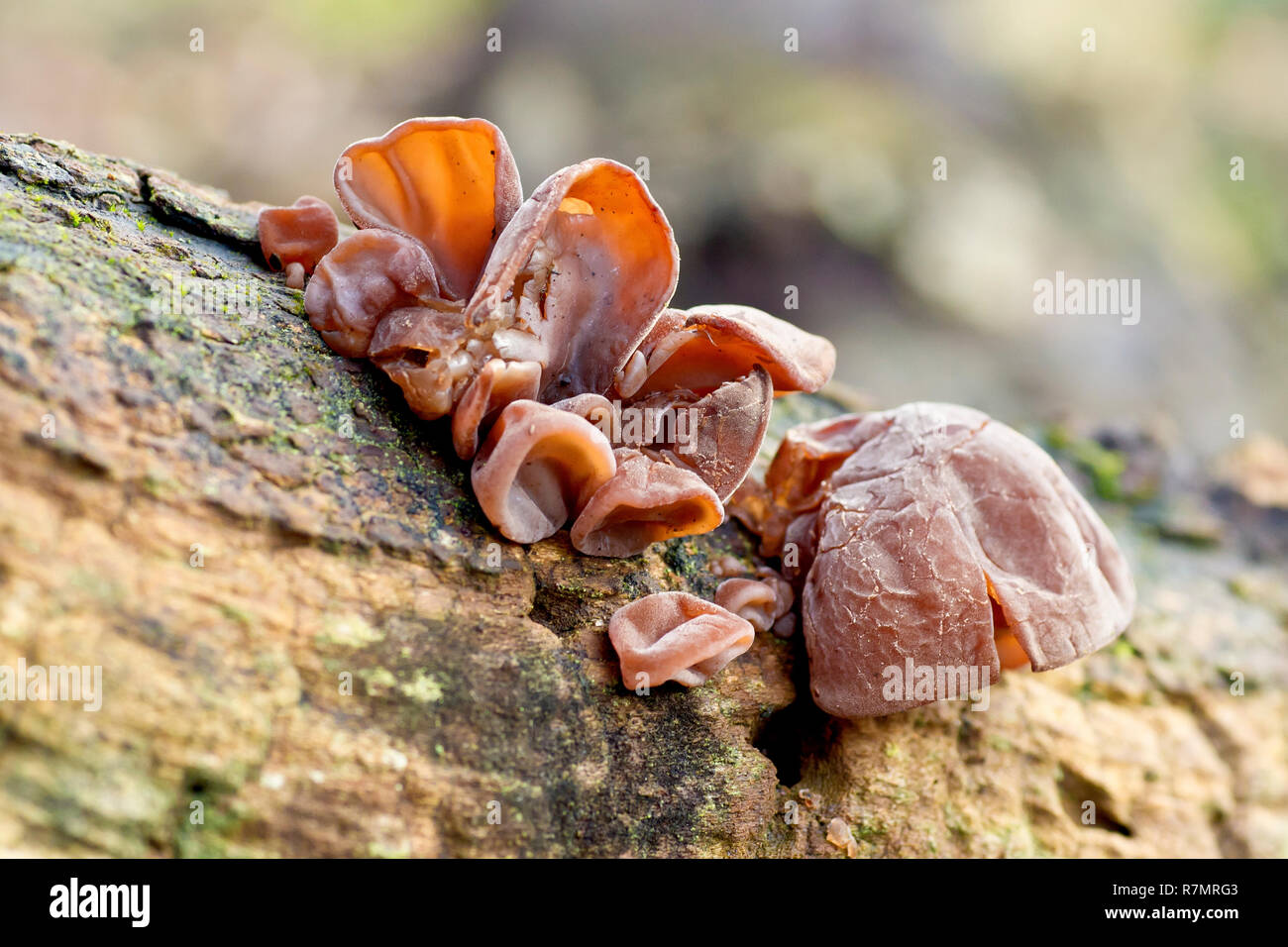 Jelly Ear champignon (hirneola ou auricularia auricula-judae), gros plan  des fructifications du champignon autrefois connu sous le nom d'Ear juif  Photo Stock - Alamy