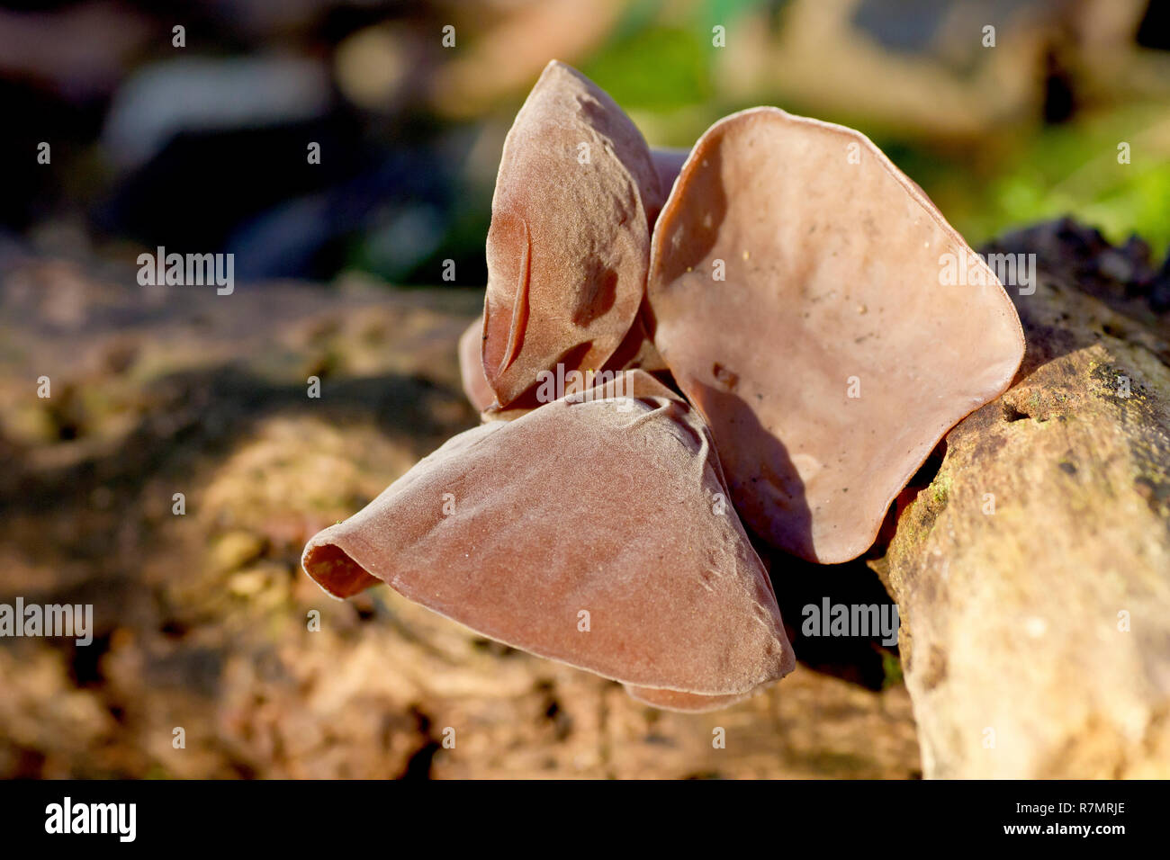 Jelly Ear champignon (hirneola ou auricularia auricula-judae), gros plan des fructifications du champignon autrefois connu sous le nom d'Ear juif. Banque D'Images
