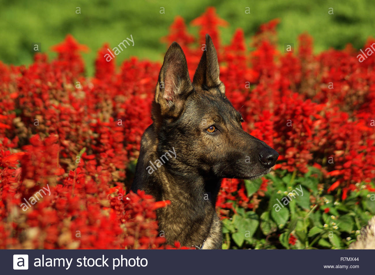 Articles Non Au Loup