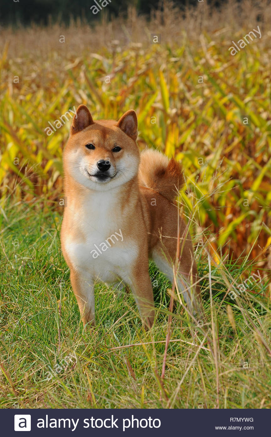 Race De Chien Shiba Rouge Il Est Une Race De Chien D
