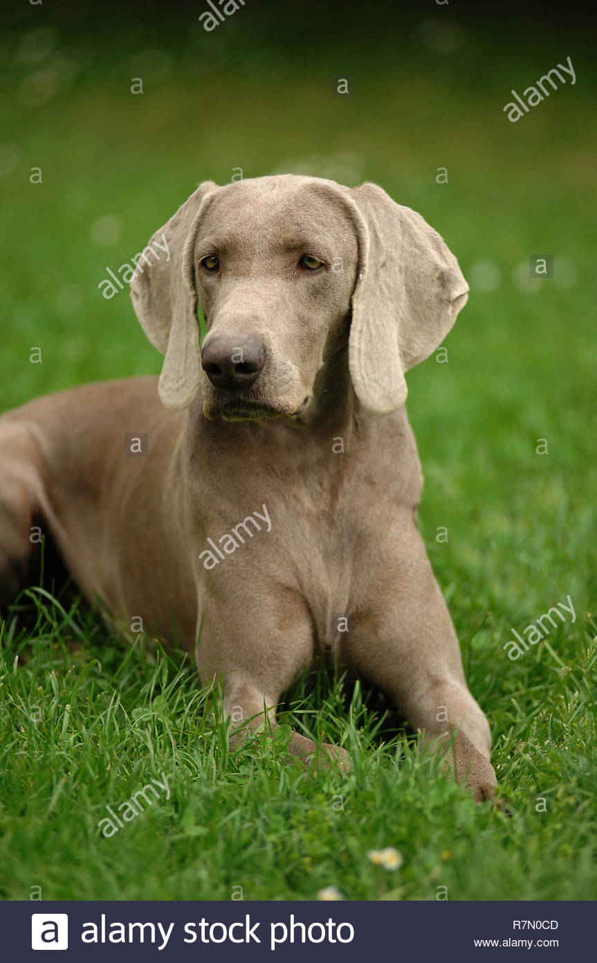 Portrait De Braque De Chien Cest Une Race De Chien De