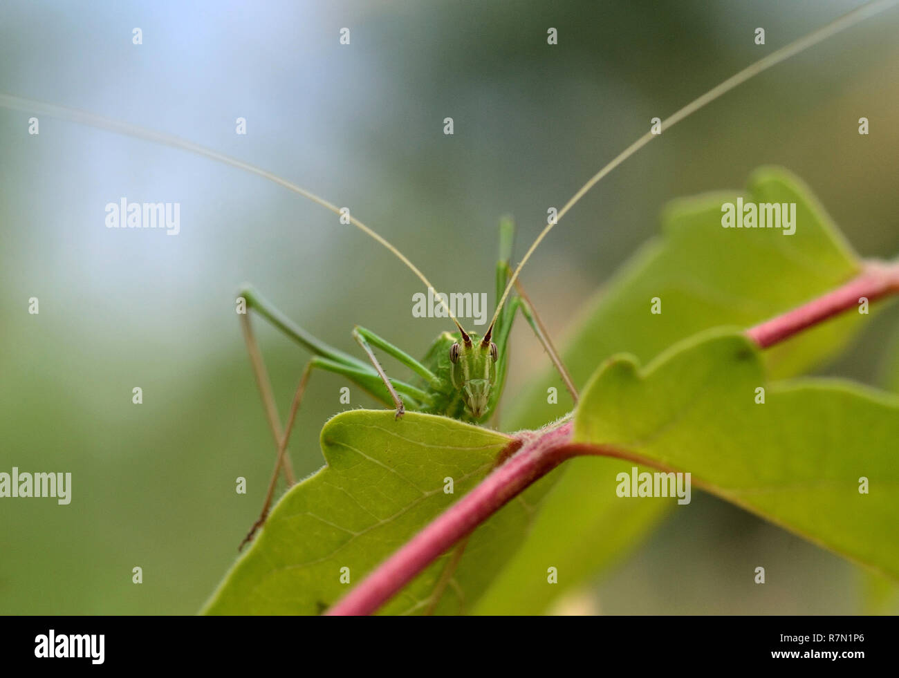 Sauterelle verte, tettigonia viridissima, se tient sur une feuille et à la lentille à photografic Banque D'Images