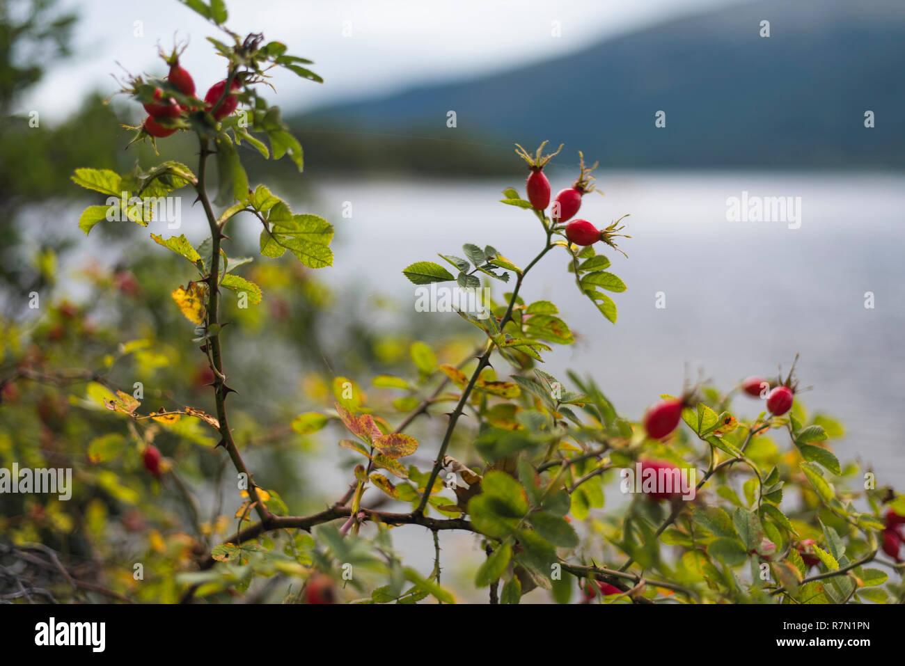 L'Écosse, de la nature, de l'extérieur Banque D'Images