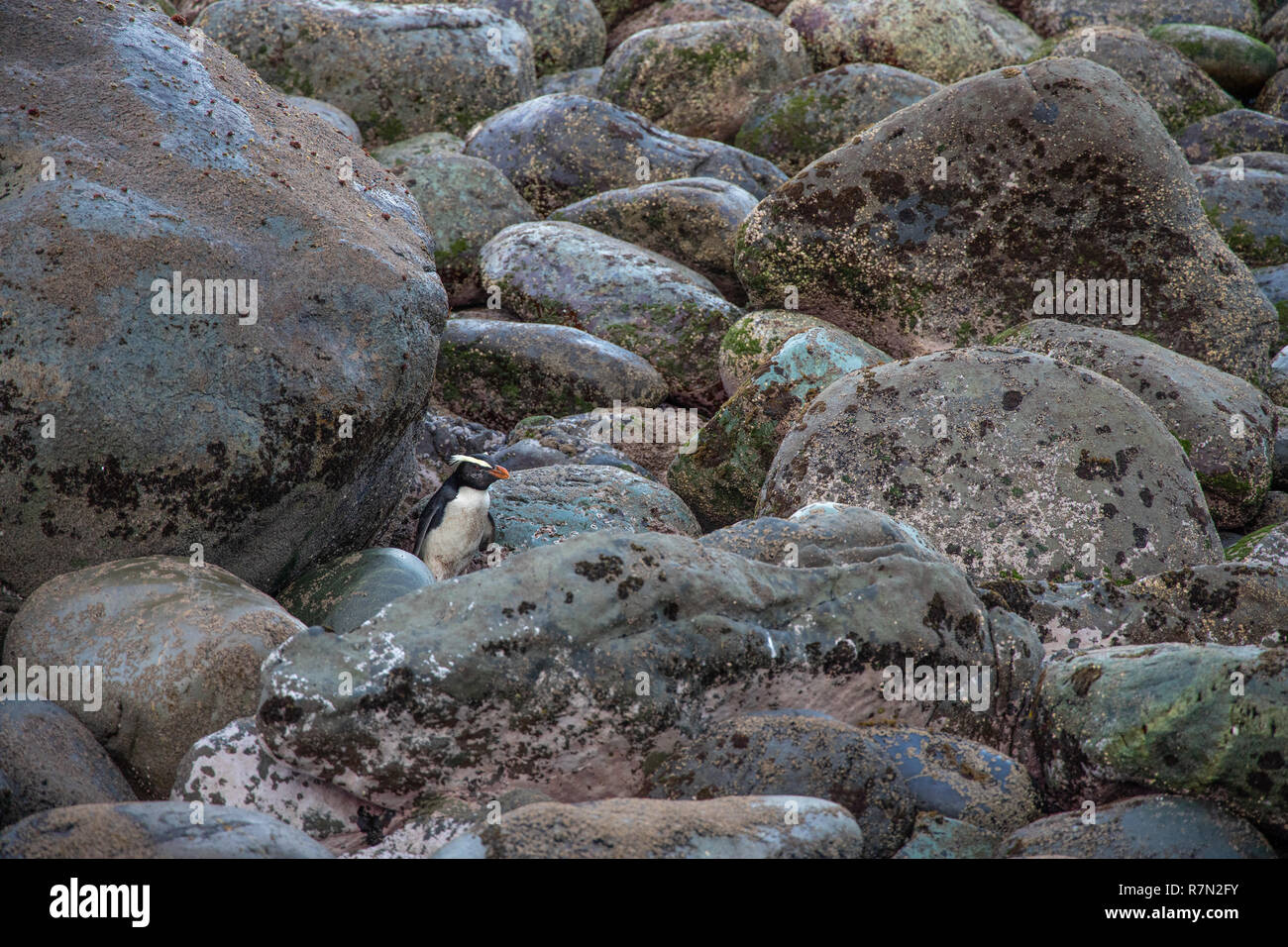 Fiordland Crested Penguin sur la côte, Nouvelle-Zélande Banque D'Images