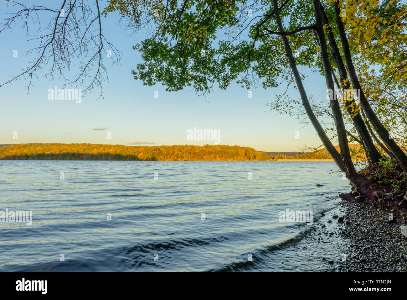 La lumière dorée du coucher de soleil sur le feuillage de l'automne au lac de Lillinonah Banque D'Images