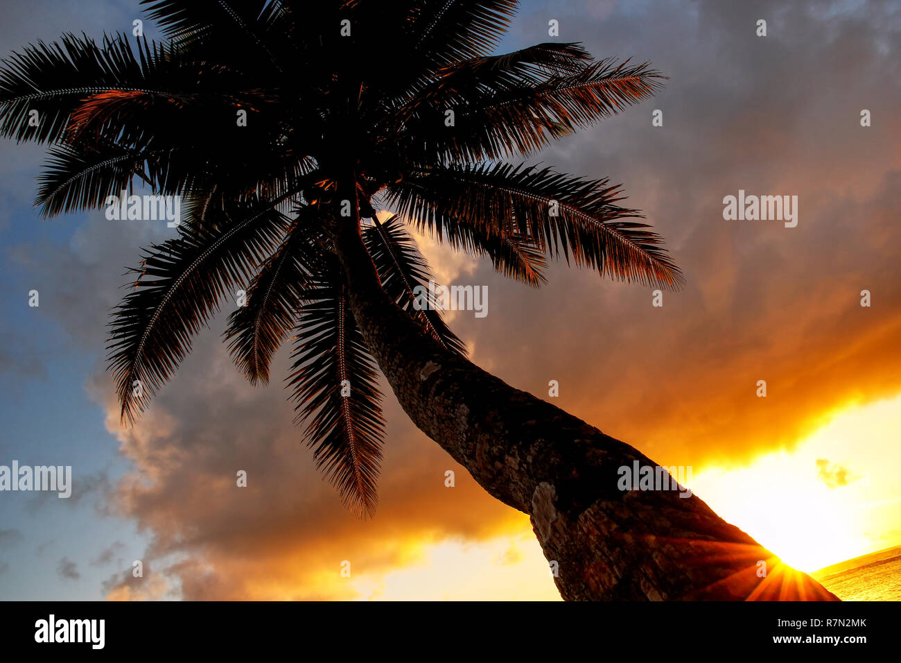 Se penchant palmier au lever du soleil dans Lavena village sur l'île de Taveuni (Fidji). Taveuni est la troisième plus grande île des Fidji. Banque D'Images