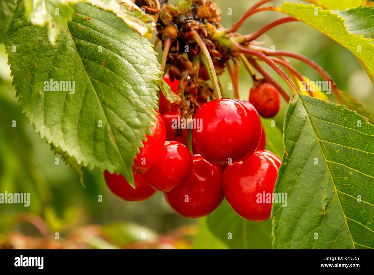 Close-up de cerise mûre des fruits sur un arbre Banque D'Images