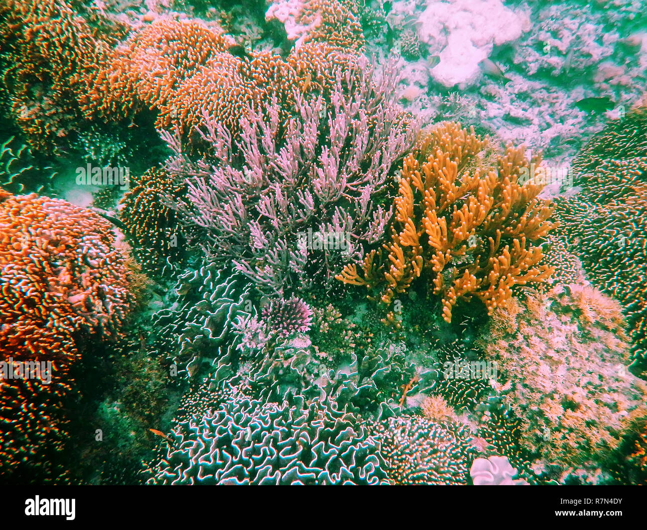 Les récifs coralliens dans le Parc National de Komodo, Flores Sea, de Nusa Tenggara, en Indonésie. Îles de Komodo est aussi une partie du Triangle de Corail, qui contient l'un des Banque D'Images