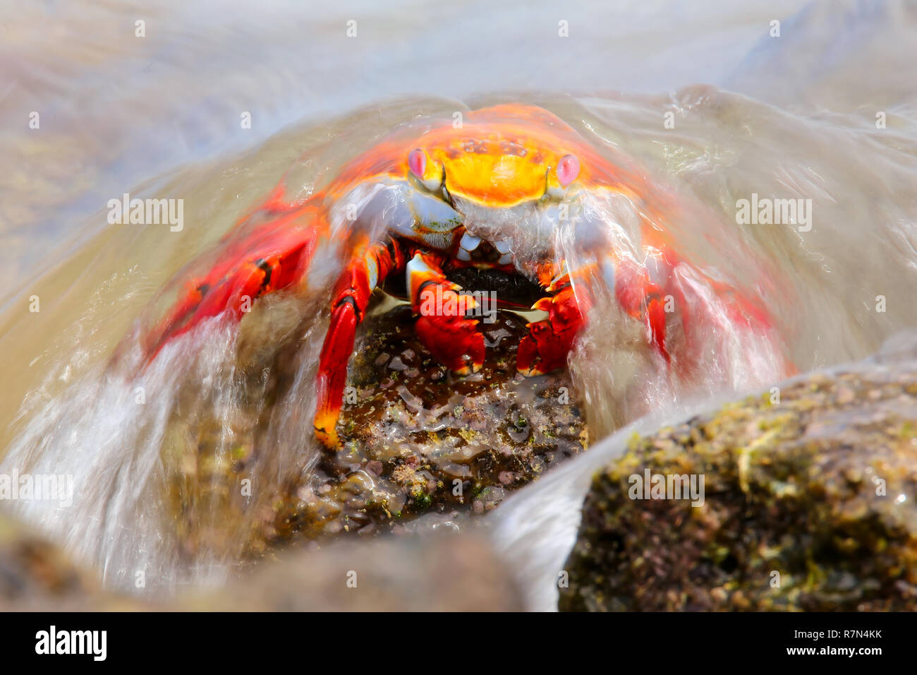 Sally Lightfoot crab (Grapsus grapsus) couverts par vague sur Chinese Hat Island, Parc National des Galapagos, Equateur Banque D'Images