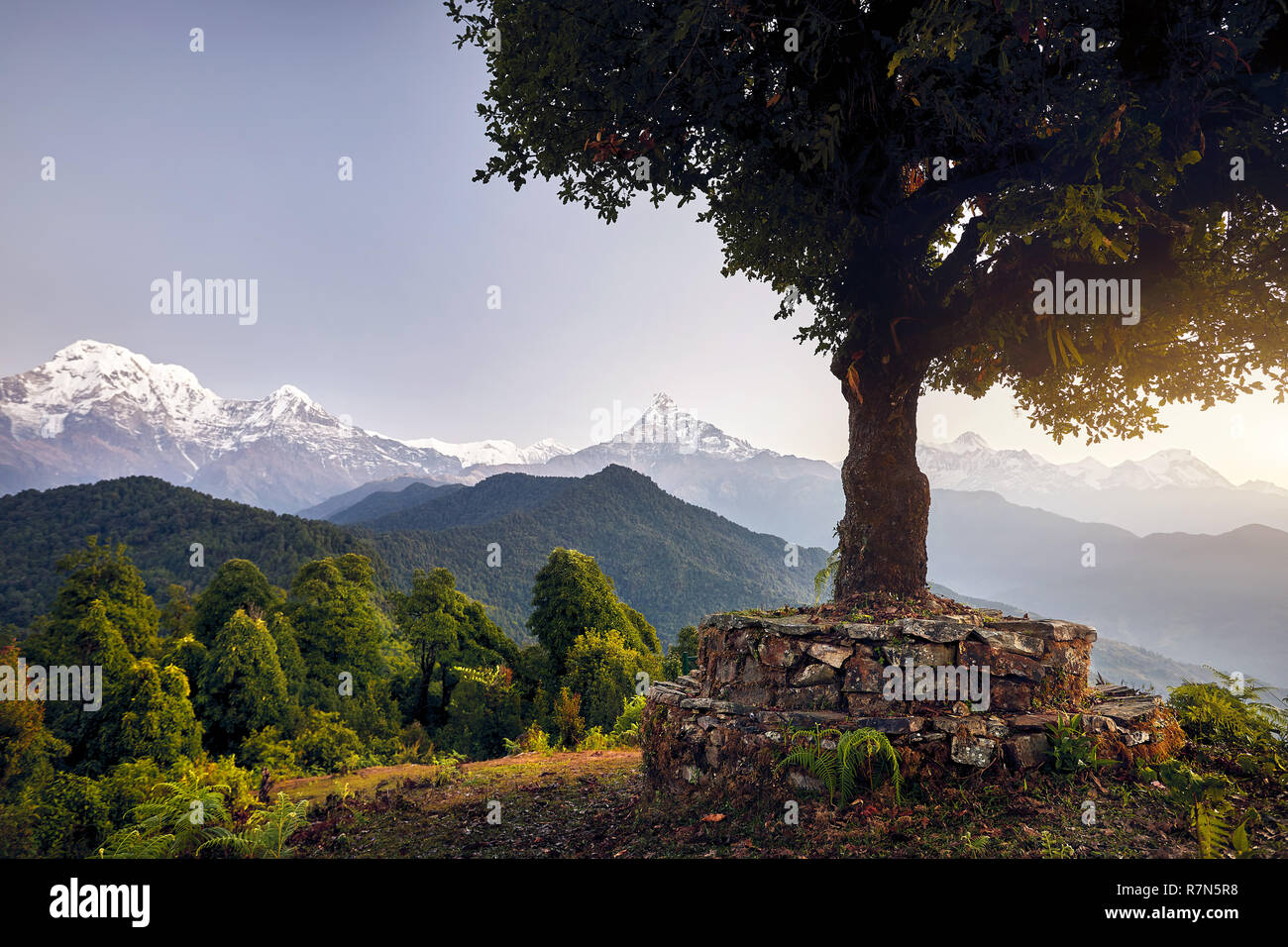 Grand arbre au magnifique paysage de montagne Himalaya Annapurna Sud et Hinchuli à Mardi Himal trek, au Népal Banque D'Images Grand arbre au magnifique paysage de montagne Himalaya Annapurna Sud et Hinchuli à Mardi Himal trek, au Népal Banque D'Images
