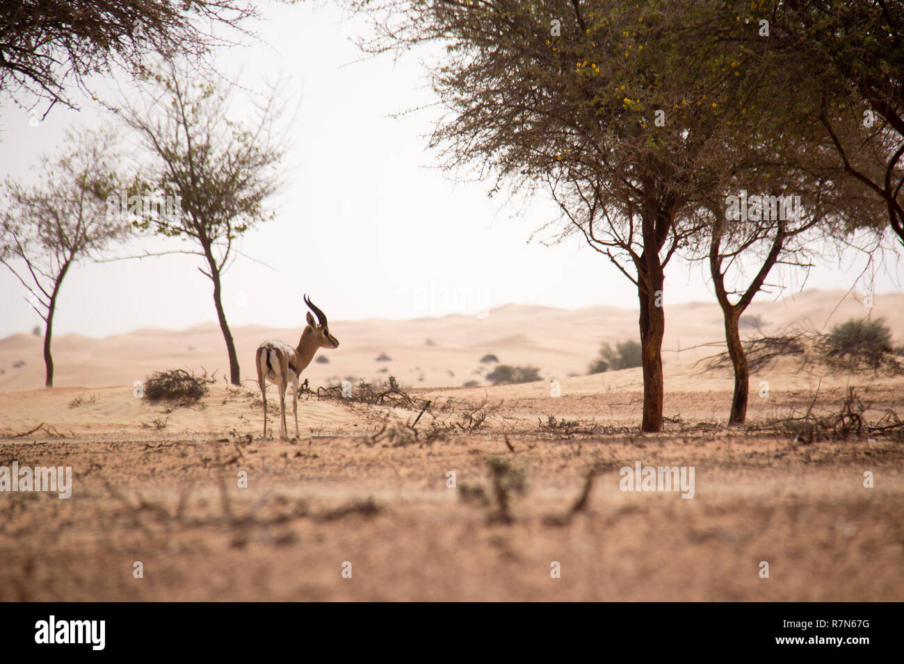 Gazelle d'Arabie sauvage dans la réserve de conservation du désert de Dubaï aux Emirats Arabes Unis. Banque D'Images