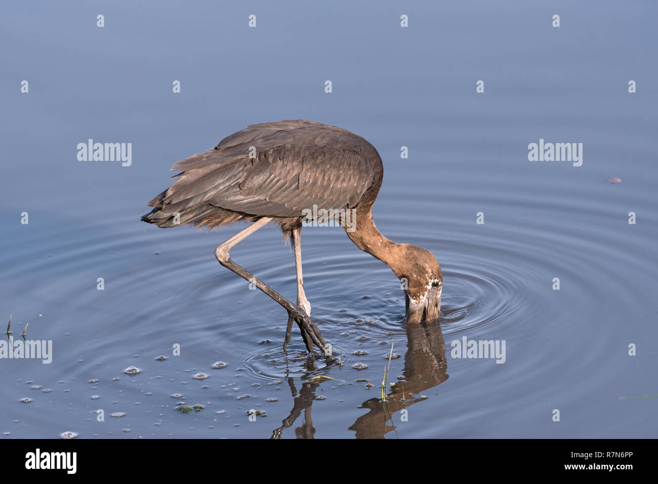 African openbill Anastomus lamelligerus, Stork, manger dans la rivière Chobe, au Botswana Banque D'Images