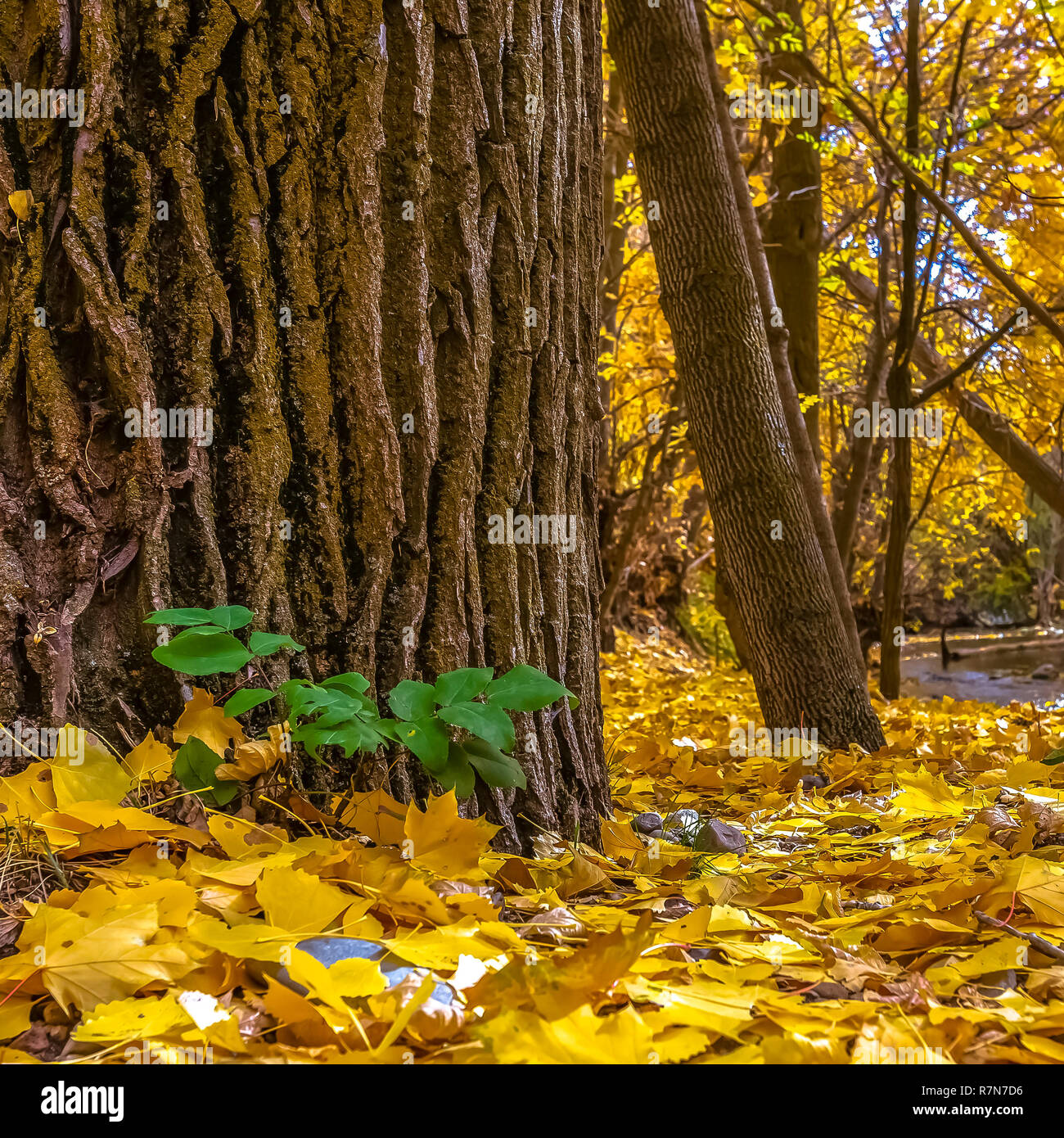 Feuilles jaunes à la base d'un tronc d'arbre brun Banque D'Images