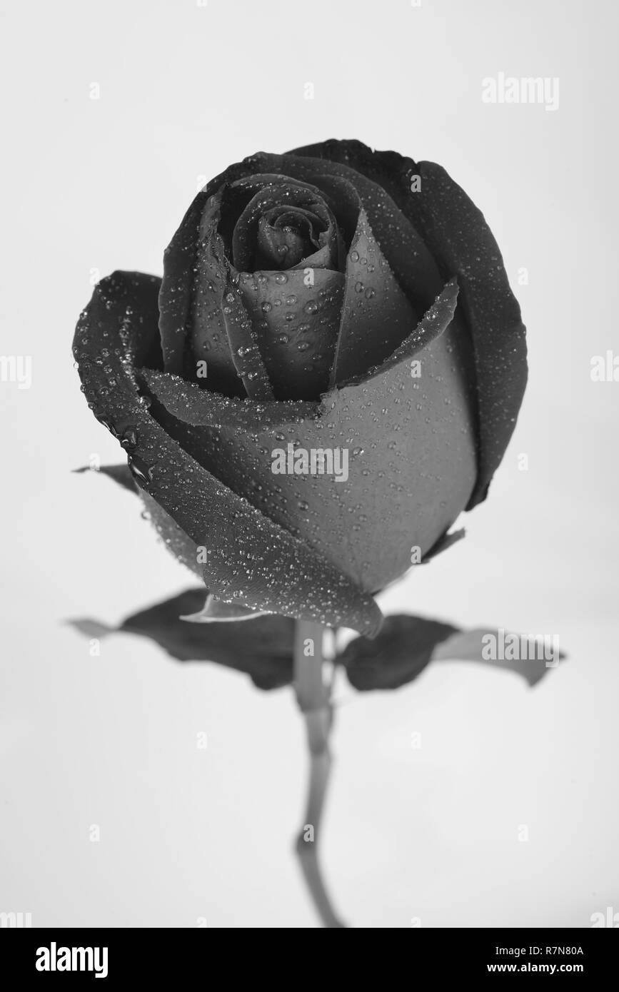 Fleur rose noir isolé sur fond blanc, noir et blanc, noir et rose sur l'eau goutte de rosée Banque D'Images