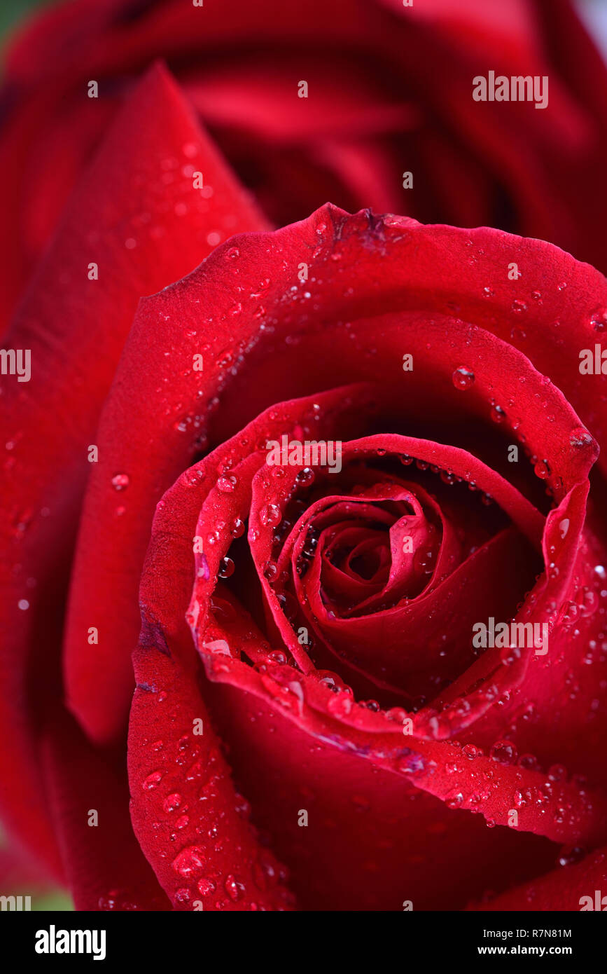 Fond Fleur Rose Rouge Leau Goutte De Rosée Sur La Rose