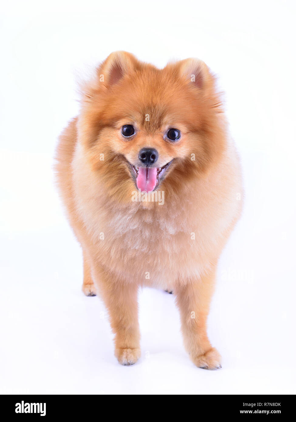 Chien pomeranian isolé sur fond blanc Banque D'Images