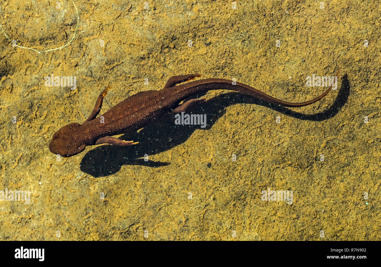 Vue de dessus d'un à peau rugueuse ou roughskin newt, Taricha granulosa, nager sous l'eau dans le lac Trillium, Oregon, USA. Banque D'Images