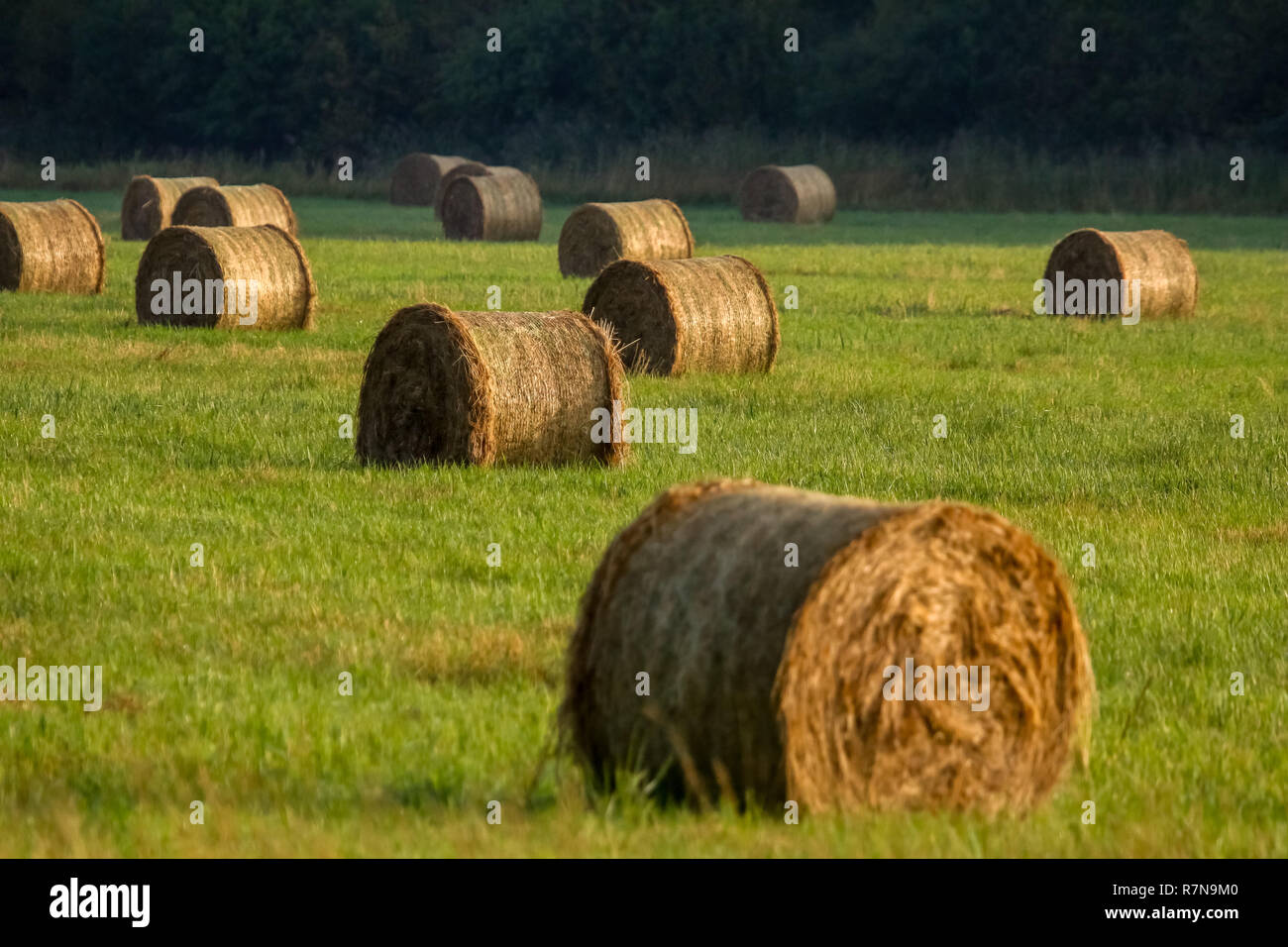Bottes de foin sur le champ après la récolte dans la matinée. Des glands sur terrain en Lettonie. Banque D'Images