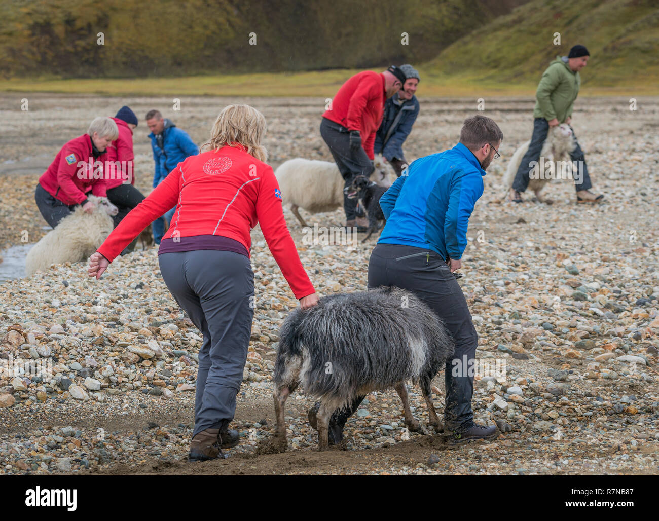 Les agriculteurs au rassemblement des moutons, Landmannalaugar, Islande highlands centrale Banque D'Images