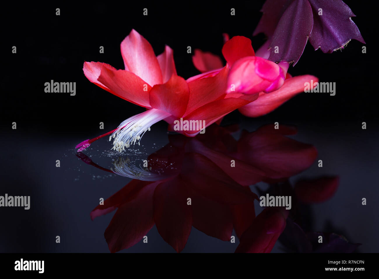 Fleur rose rouge vif sur fond noir. Rouge en fleurs de cactus de Noël schlumbergera. Epiphyllanthus, Epiphyllum, Zygocactus, Zygocereus. Banque D'Images