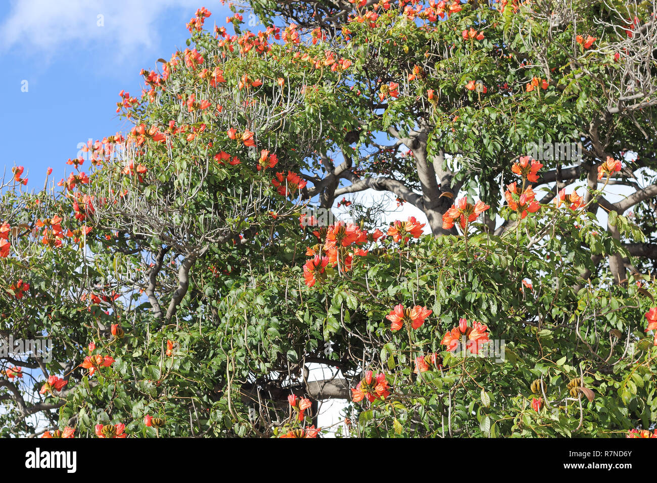 Blooming flame tree sur Madère, Spathodea campanulata Banque D'Images